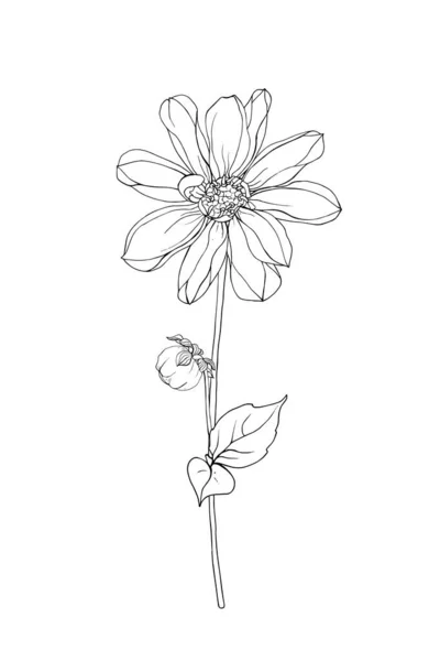 Περίγραμμα Χέρι Dahlia Λουλούδι Διάνυσμα Εικονογράφηση — Διανυσματικό Αρχείο