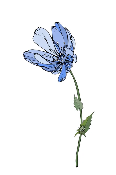 Fleur Chicorée Colorée Dessinée Main Isolée Sur Fond Blanc Vecteur — Image vectorielle