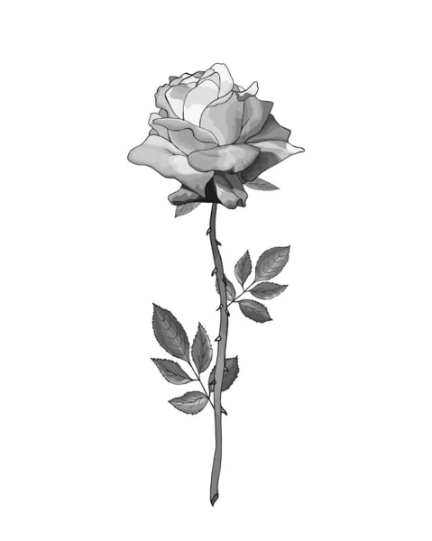 Fiore Rosa Disegnato Mano Monocromatico Isolato Sfondo Bianco Vettore Illustrazione — Vettoriale Stock