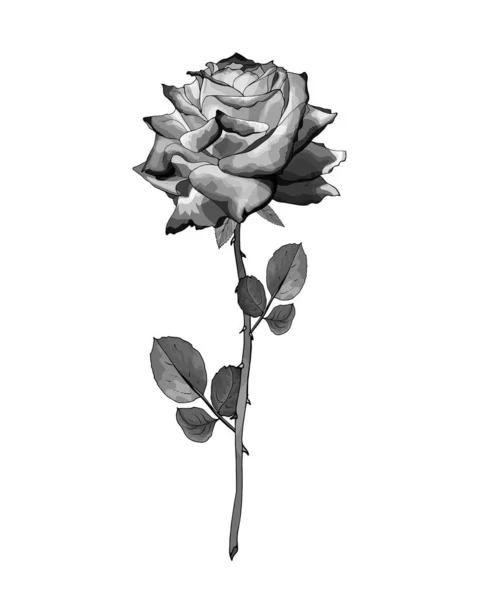 Fleur Rose Monochrome Dessinée Main Isolée Sur Fond Blanc Vecteur — Image vectorielle