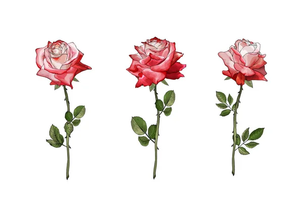 Ensemble Fleurs Roses Dessinées Main Isolées Sur Fond Blanc Vecteur — Image vectorielle