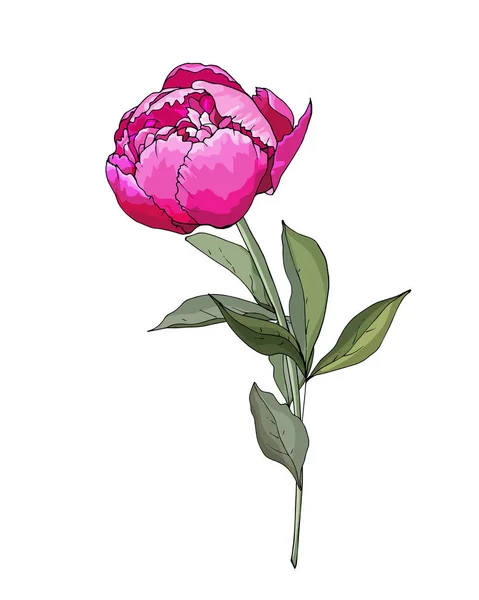 Fleur Pivoine Dessinée Main Isolée Sur Fond Blanc Vecteur Illustration — Image vectorielle