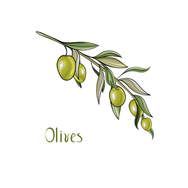 hand drawn branch with olives , Floral pattern for textile