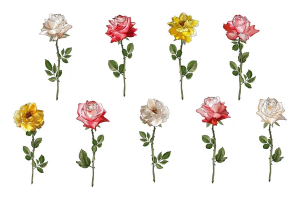 Beyaz Arkaplan Vektör Illüstrasyon Üzerinde Izole Çizimi Gül Çiçekleri Seti — Stok Vektör