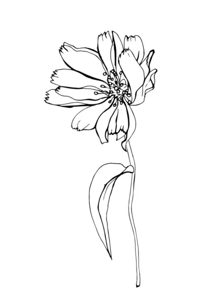 Esquisse Fleur Chicorée Dessinée Main Vecteur Illustration — Image vectorielle