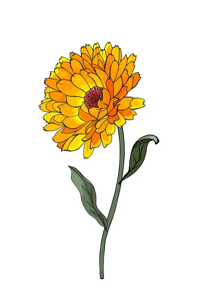 Hand Drawn Colorful Calendula Flower Isolated White Background Vector Illustration — Stock Vector