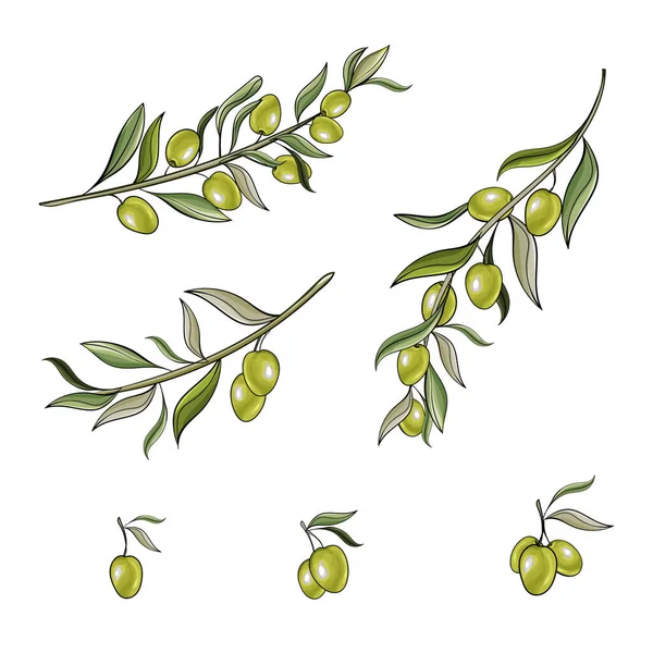 Zeytinli dallar, tekstil için çiçek deseni.