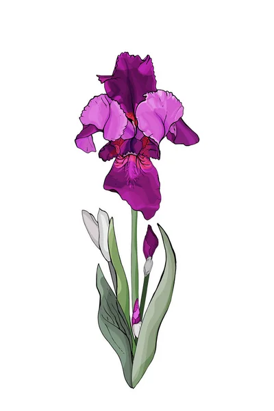 Handritade Färgglada Iris Blomma Isolerad Vit Bakgrund Vektor Illustration — Stock vektor
