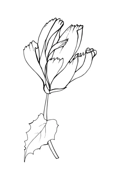 Esquisse Fleur Chicorée Dessinée Main Vecteur Illustration — Image vectorielle