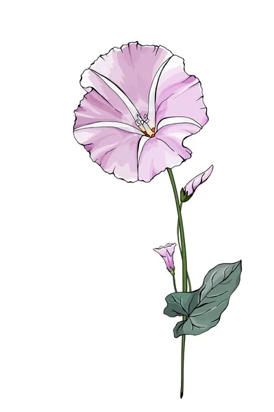 Fiore Bindweed Colorato Disegnato Mano Isolato Sfondo Bianco Vettore Illustrazione — Vettoriale Stock