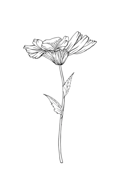 Контур Ручной Работы Ромашки Цветок Вектор Иллюстрация — стоковый вектор