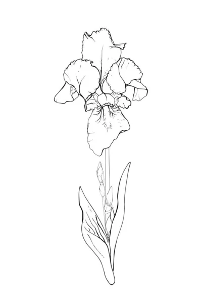 Contour Fleur Iris Dessinée Main Vecteur Illustration — Image vectorielle