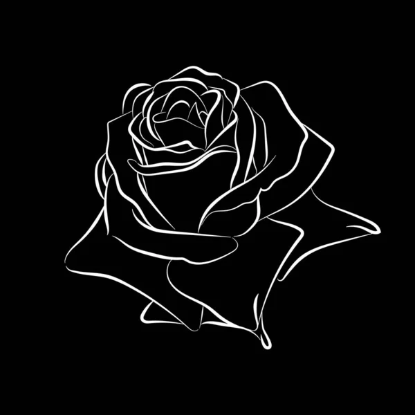 Monochrome Hand Drawn Rose Flower Dark Background Vector Illustration — Stock Vector