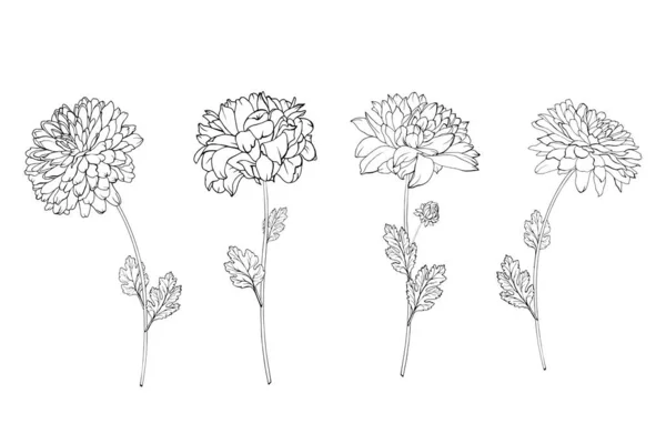 Set Hand Drawn Chrysanthemum Flowers Isolated White Background Vector Illustration — Stock Vector