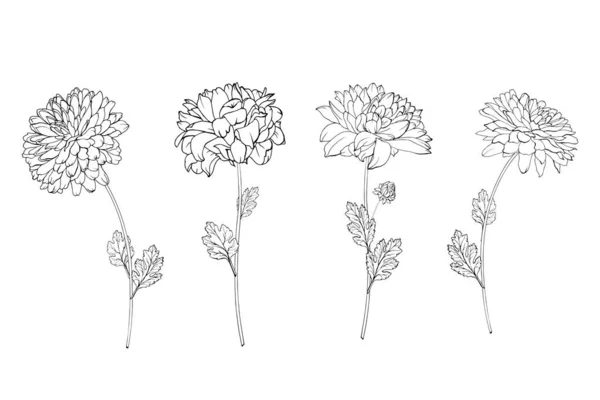 Beyaz arkaplan, vektör, illüstrasyon üzerinde izole edilmiş el çizimi kasımpatı çiçekleri. 