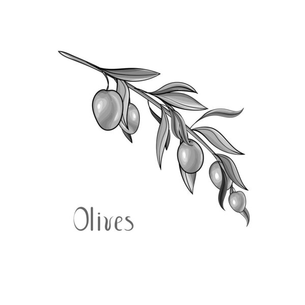 hand drawn branch with olives , Floral pattern for textile