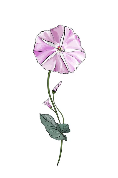 Fiore Bindweed Colorato Disegnato Mano Isolato Sfondo Bianco Vettore Illustrazione — Vettoriale Stock