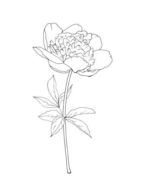 Ręcznie Rysowane Piwonia Kwiat Izolowane Białym Tle Wektor Ilustracja — Wektor stockowy