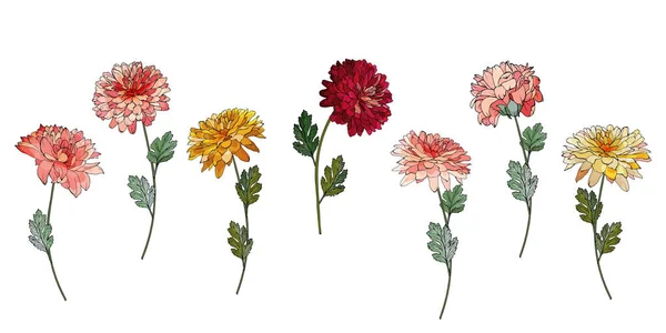 Handgezeichnete Chrysanthemenblüten Isoliert Auf Weißem Hintergrund Vektor Illustration — Stockvektor