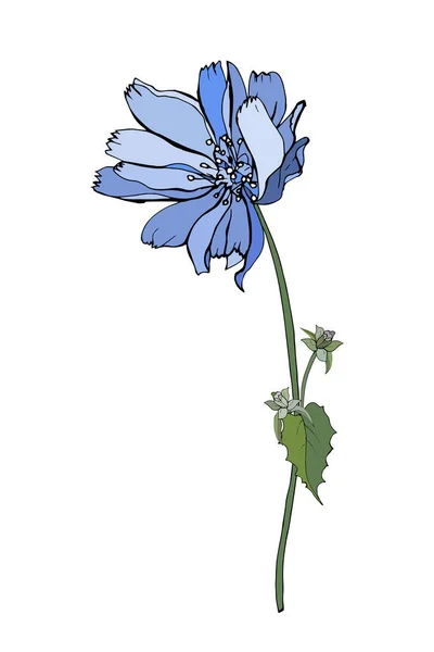 Handgezeichnete Bunte Chicorée Blume Isoliert Auf Weißem Hintergrund Vektor Illustration — Stockvektor