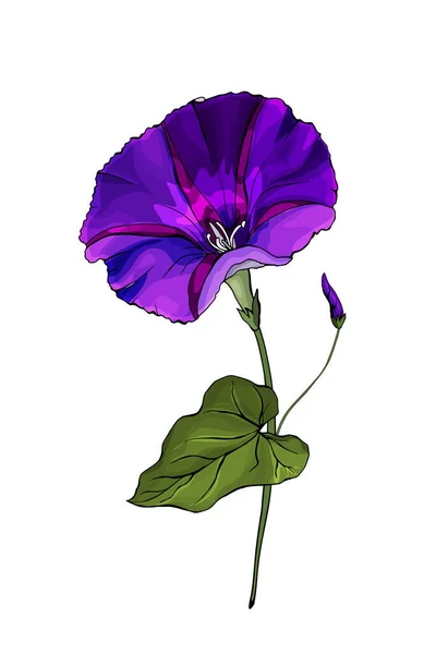 Handritade Färgglada Bindweed Blomma Isolerad Vit Bakgrund Vektor Illustration — Stock vektor