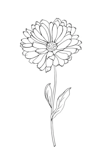 Outline Hand Drawn Calendula Flower Vector Illustration — Stock Vector