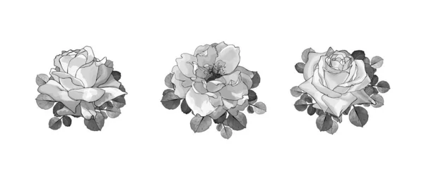 Ensemble Fleurs Roses Monochromes Dessinées Main Isolées Sur Fond Blanc — Image vectorielle