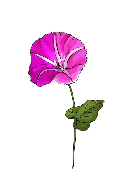 Handritade Färgglada Bindweed Blomma Isolerad Vit Bakgrund Vektor Illustration — Stock vektor