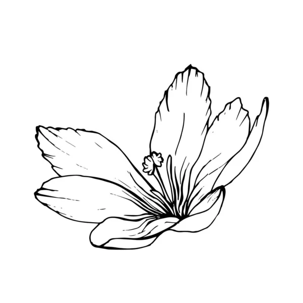 Outline Hand Drawn Crocus Flower Vector Illustration — Stock Vector