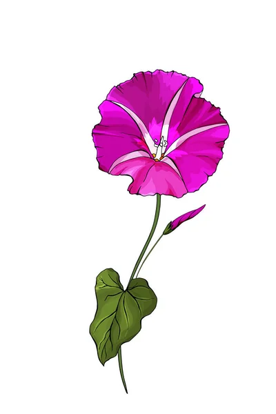 Handritade Färgglada Bindweed Blomma Isolerad Vit Bakgrund Vektor Illustration — Stock vektor