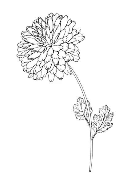Ręcznie Rysowane Chryzantemy Kwiat Izolowany Białym Tle Wektor Ilustracja — Wektor stockowy