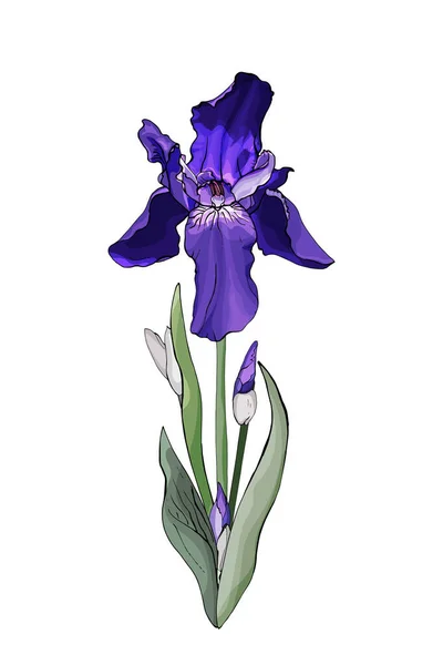 Handritade Färgglada Iris Blomma Isolerad Vit Bakgrund Vektor Illustration — Stock vektor