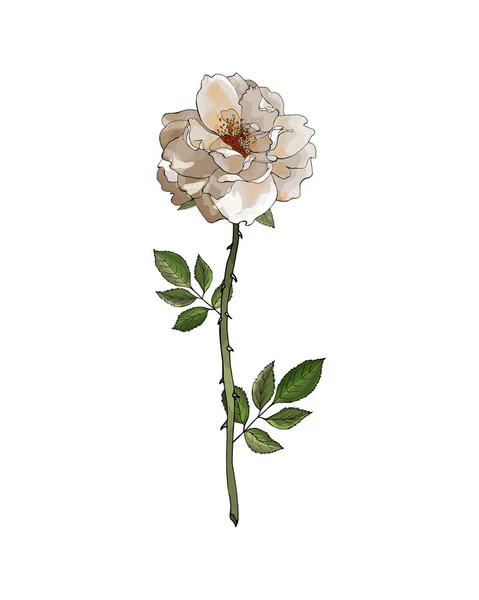 Fiore Rosa Disegnato Mano Isolato Sfondo Bianco Vettore Illustrazione — Vettoriale Stock