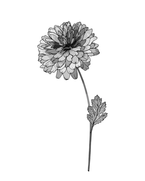 Fleur Chrysanthème Dessinée Main Isolée Sur Fond Blanc Vecteur Illustration — Image vectorielle