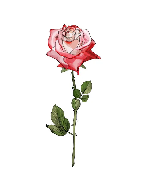 Fiore Rosa Disegnato Mano Isolato Sfondo Bianco Vettore Illustrazione — Vettoriale Stock