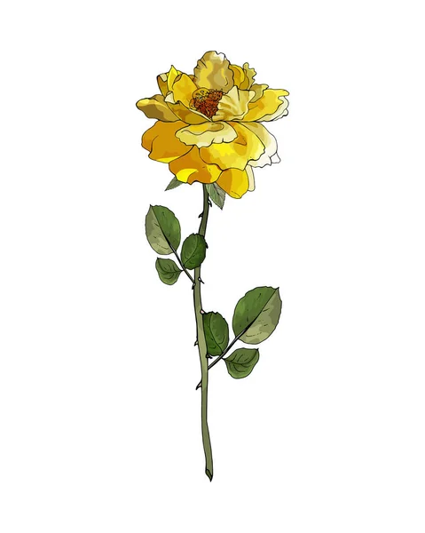 Ručně Kreslené Růže Květiny Izolované Bílém Pozadí Vektor Ilustrace — Stockový vektor