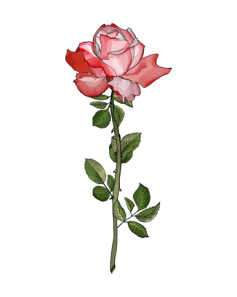 白地に孤立した手描きのバラの花ベクターイラスト — ストックベクタ