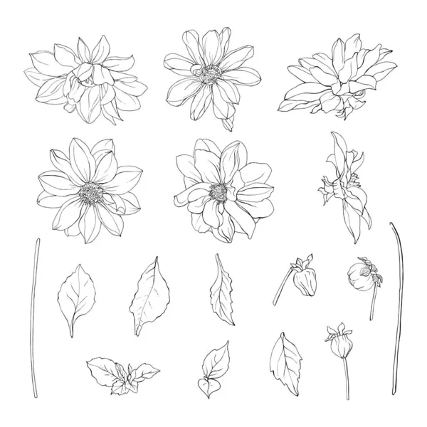 Uppsättning Handritade Kontur Dahlia Blommor Isolerad Vit Bakgrund Vektor Illustration — Stock vektor