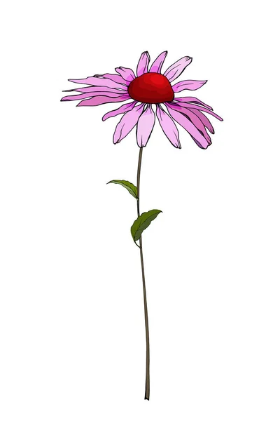 Ručně Kreslené Barevné Echinacea Květiny Izolované Bílém Pozadí Vektor Ilustrace — Stockový vektor