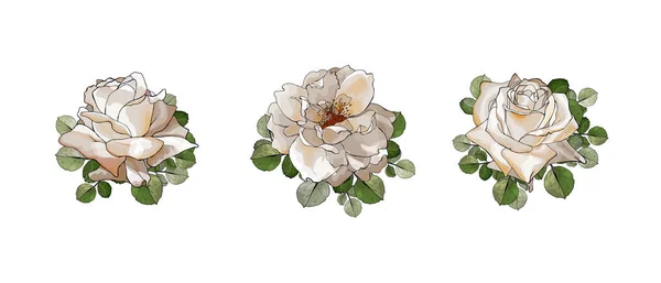 Beyaz Arkaplan Vektör Illüstrasyon Üzerinde Izole Çizimi Gül Çiçekleri Seti — Stok Vektör