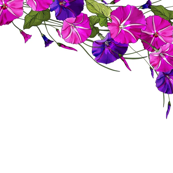 Conjunto Flores Bindweed Coloridas Dibujadas Mano Aisladas Sobre Fondo Blanco — Vector de stock