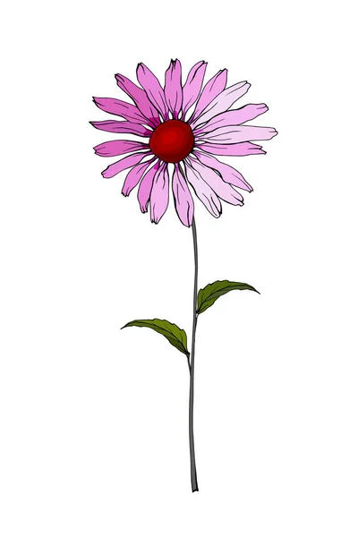 Hand Drawn Colorful Echinacea Flower Isolated White Background Vector Illustration — Stock Vector