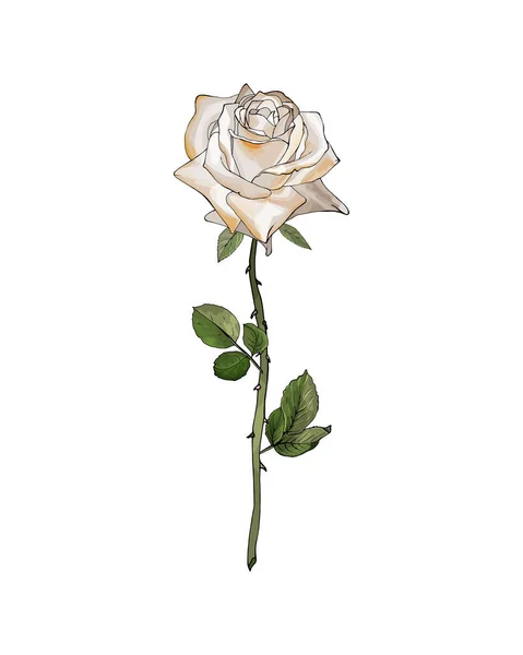 Fiore Rosa Disegnato Mano Isolato Sfondo Bianco Vettore Illustrazione — Vettoriale Stock