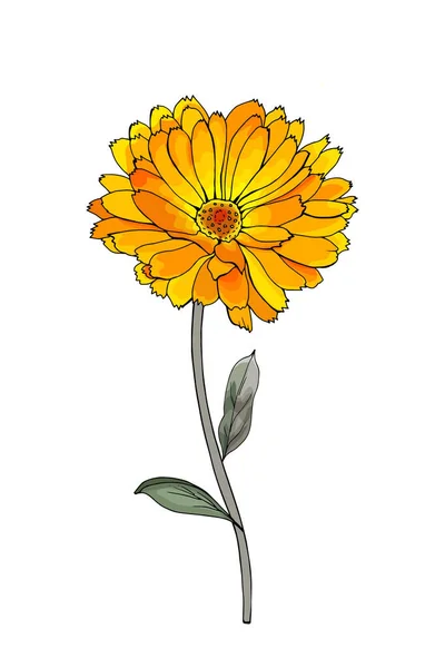 Fleur Calendula Colorée Dessinée Main Isolée Sur Fond Blanc Vecteur — Image vectorielle
