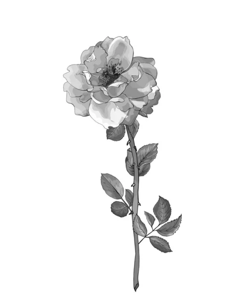 Fleur Rose Monochrome Dessinée Main Isolée Sur Fond Blanc Vecteur — Image vectorielle