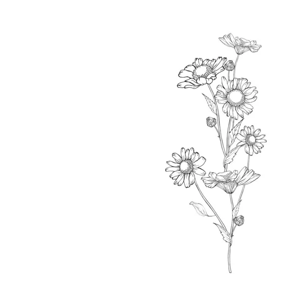 Zestaw Ręcznie Rysowane Szkic Rumianek Kwiaty Izolowane Białym Tle Wektor — Wektor stockowy