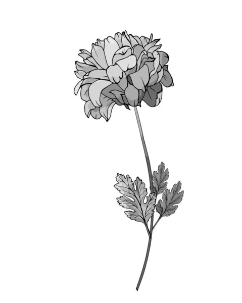 Ручной Рисунок Хризантемы Цветок Изолирован Белом Фоне Вектор Иллюстрация — стоковый вектор