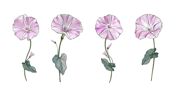 Uppsättning Handritade Färgglada Bindweed Blommor Isolerade Vit Bakgrund Vektor Illustration — Stock vektor
