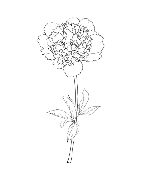 Рука Намальована Квітка Півонії Ізольована Білому Фоні Вектор Ілюстрація — стоковий вектор