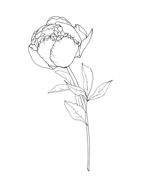 白地に孤立した手描き牡丹の花ベクトルイラスト — ストックベクタ